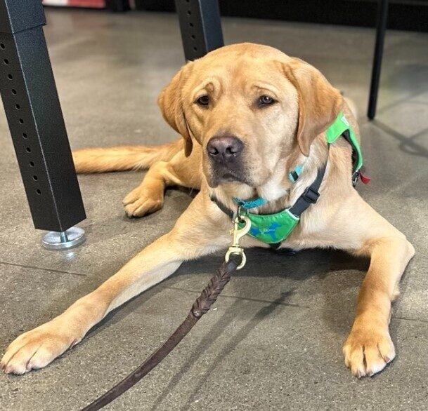 Jacob in his green service dog vest laying underneath what looks like a table.