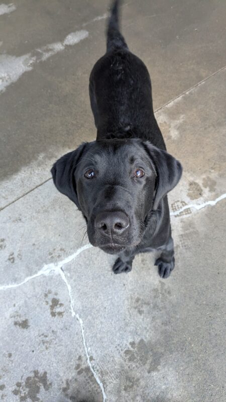 Kazoo is looking up at the camera. His tail is wagging and he is surrounded by pawprints on the cement, telling tales of play.