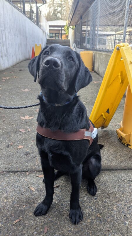 Kazoo wearing his harness and looking at the camera. Behind him is the obstacle course on campus.