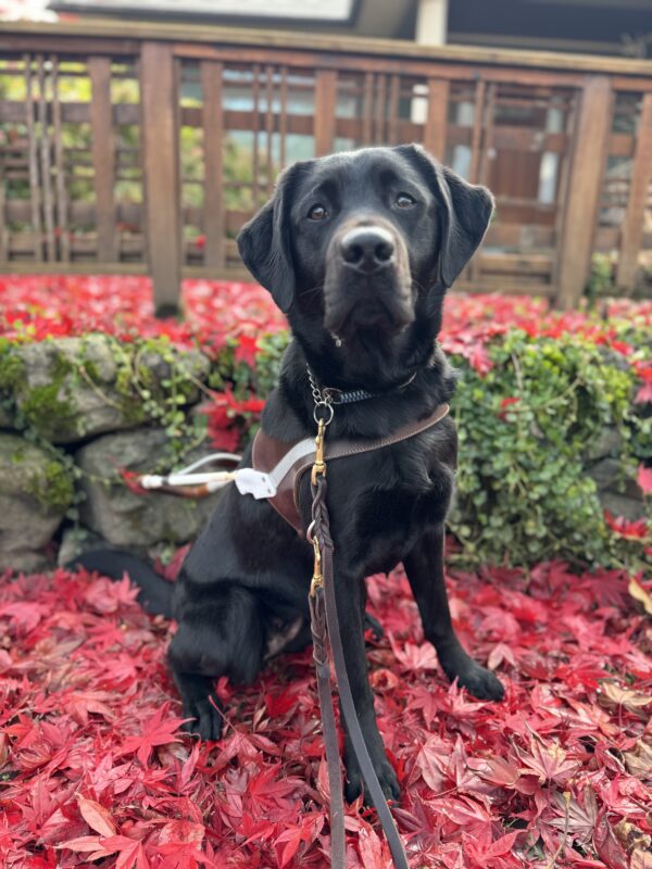 Keaton sits in harness looking intently at the camera on a bed of bright red maple leaves. Behind her is a short stone wall covered in ivy and a pretty wooden fence.