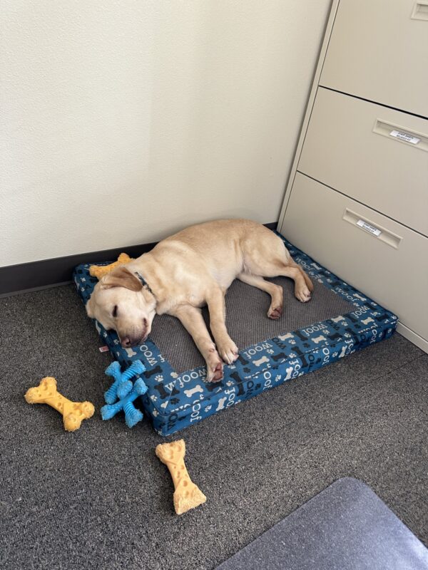 Kendall, a female yellow lab, is passed out asleep on a dog bed. She has five dog toys surrounding her.
