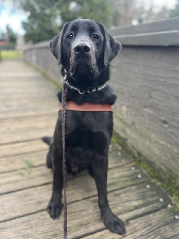 A large, male black lab is sitting on a wooden bridge at the park, looking at the camera. He is wearing his leather guide dog harness.