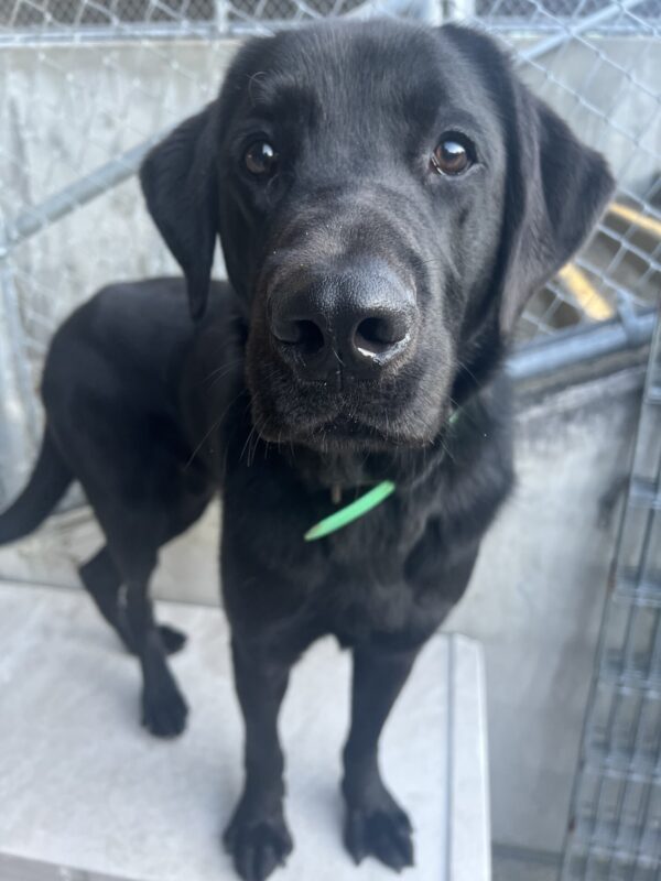 Kensington, a male black lab, is sitting on a play structure in community run. He is wearing a green collar and is looking very handsome and inquisitive.