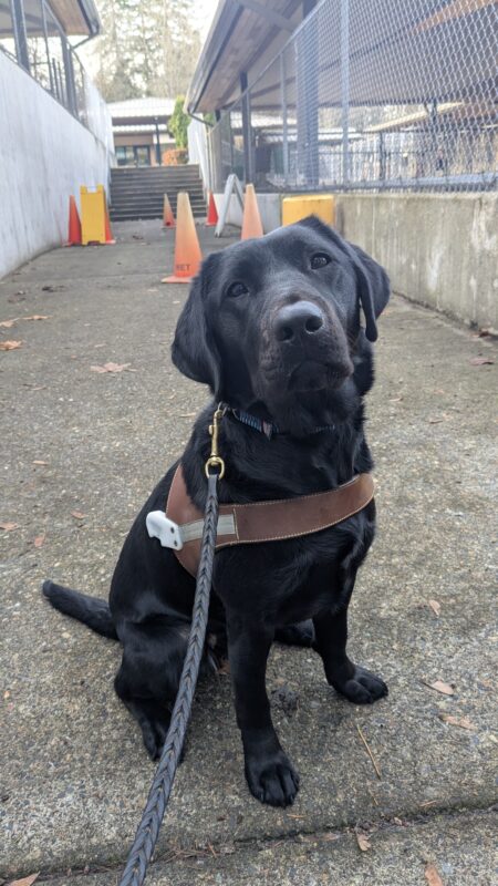 Ketra is sitting with her harness on and is looking at the camera. Behind her is the obstacle course on campus that she just finished going through.