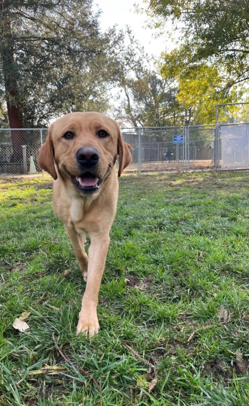Lars is pictured running off leash towards the camera with a large smile on his face. He is currently located in the fenced in grass paddock area on our campus.