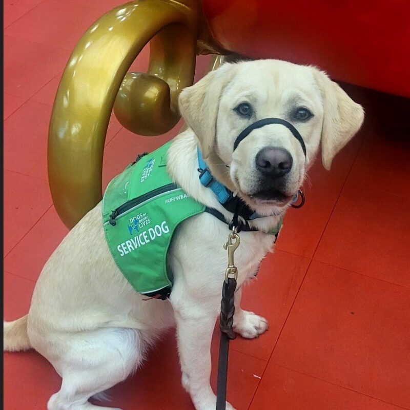 Yellow Lab Leaf in her green service vest, blue collar, and black headcollar sitting on a red carpet with what looks like a sleigh behind her.