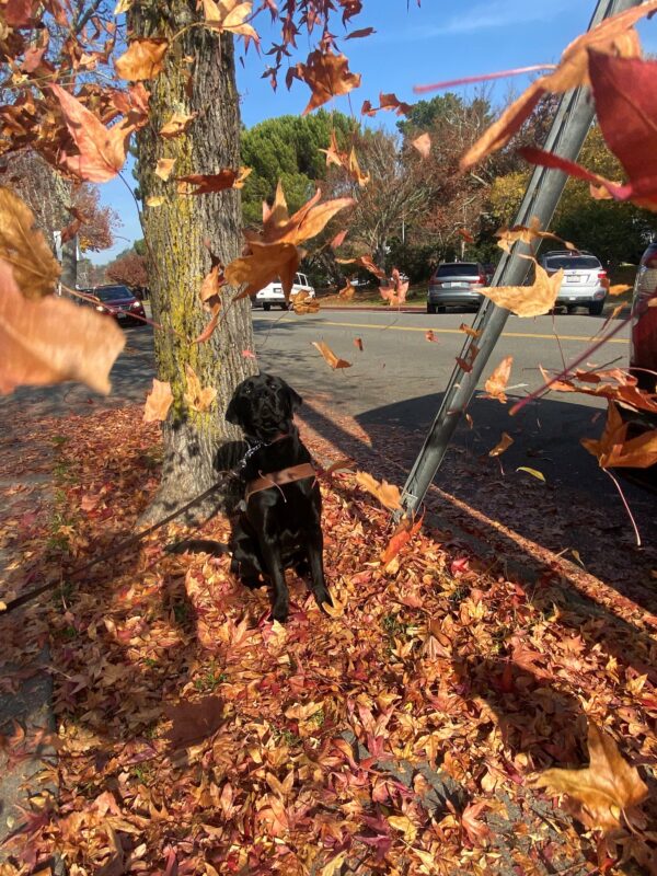 Lox sits in harness in front of a tree with orange, red and yellow leaves littering the ground. There are leaves falling in front of him and he is watching them as they make their way to the ground.