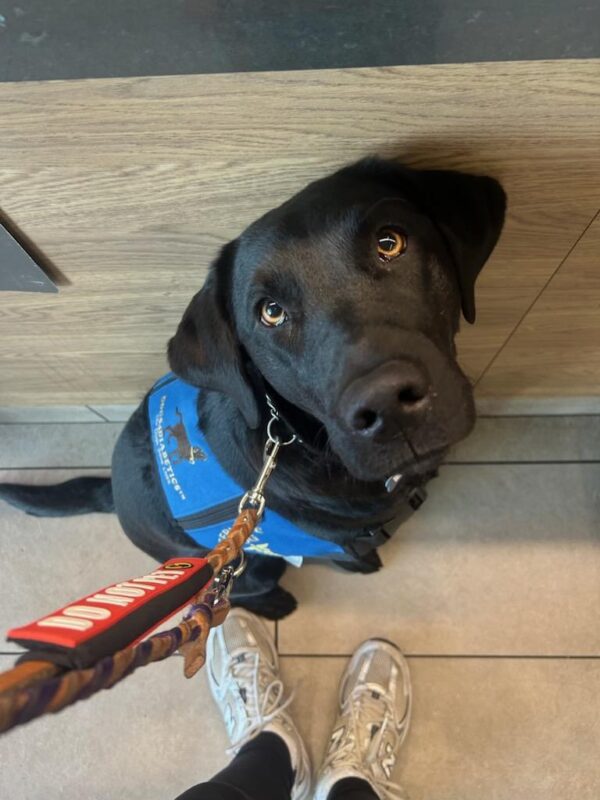 Black lab Luz  is sitting down wearing her service jacket as she gazes straight up at the camera.