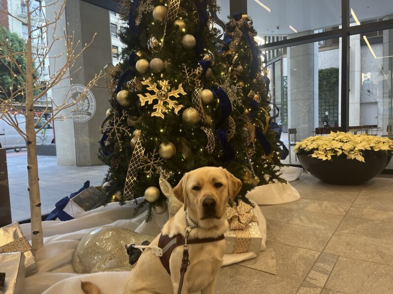 Lynx is pictured wearing his harness and sitting in front of a Christmas tree.