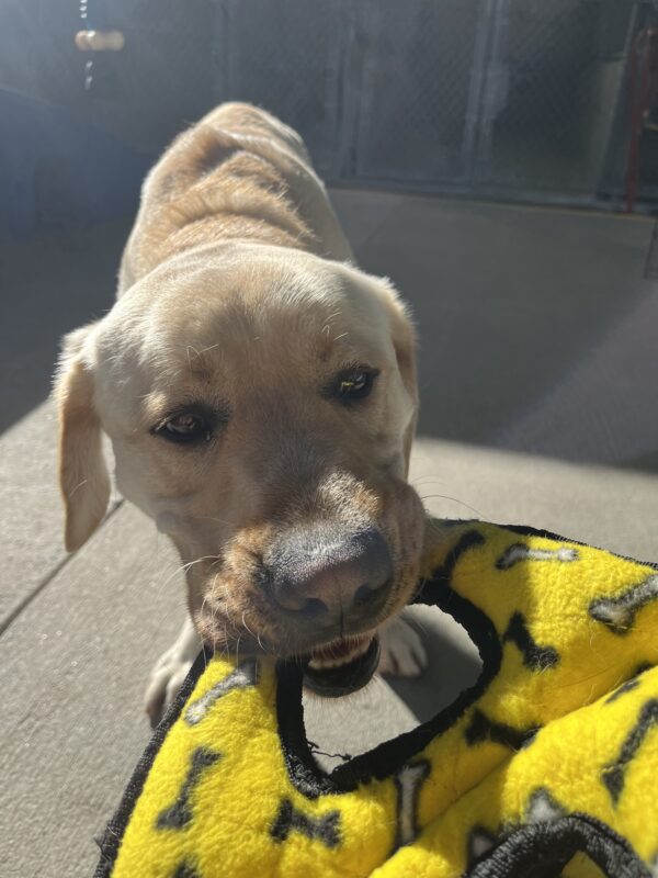Lynx is pictured playing with a tug toy in a community run yard on campus.