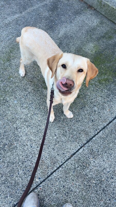 A male yellow lab, Mammoth, is standing looking up towards the camera. He is licking his nose.