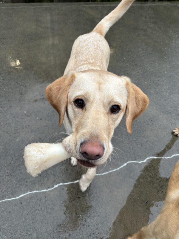 Mammoth, a male yellow lab, is walking towards the camera with a nylabone in his mouth.