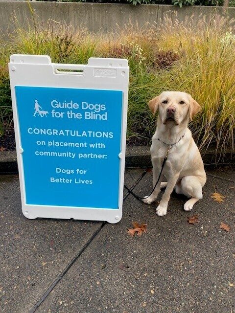 Yellow Lab Melvin sitting next to a blue sign congratulating him on being accepted by DBL!