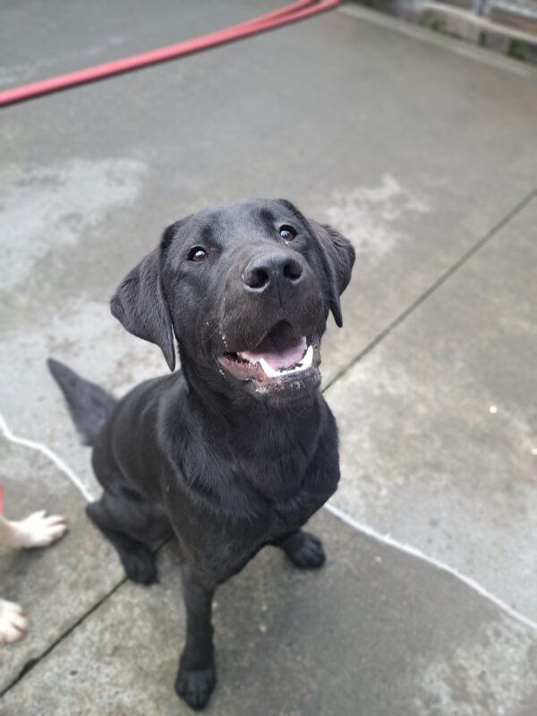 Black Lab (Milagro) sitting with a big smile on his face.