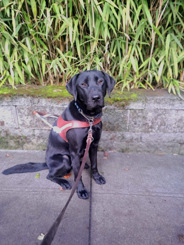 Black Lab (Milagro) sits in harness in front of green bamboo and a concrete mossy gray brick wall.
