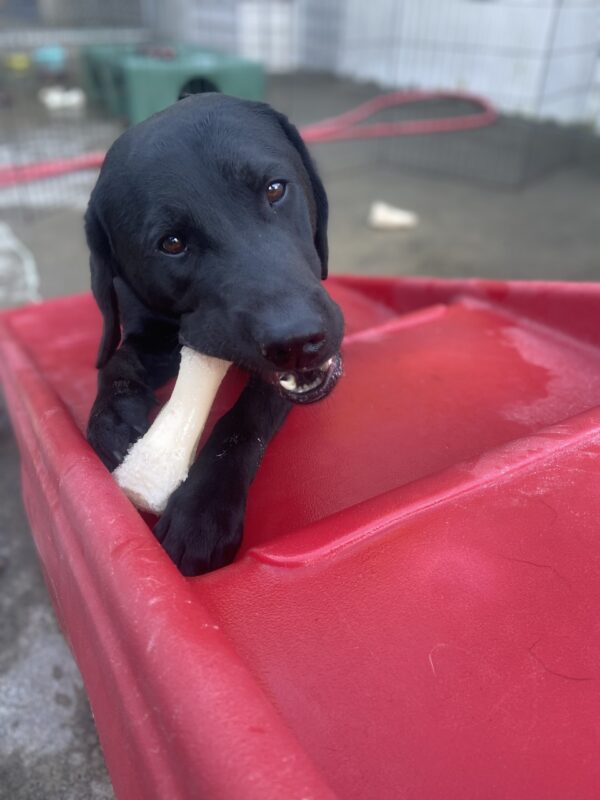 Muir lays on a red set of play stairs in the community run area. He is looking toward the camera as he chews on a Nylabone that is positioned between his front paws.