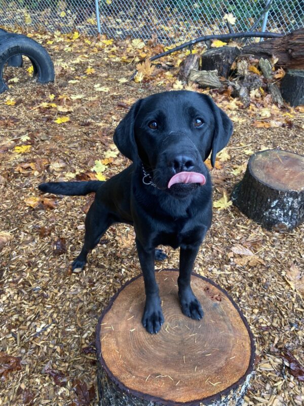 Muir stands with his front paws on a stump in one of the play yards. He is looking up at the camera and his tongue is partially sticking out as he licks his nose.