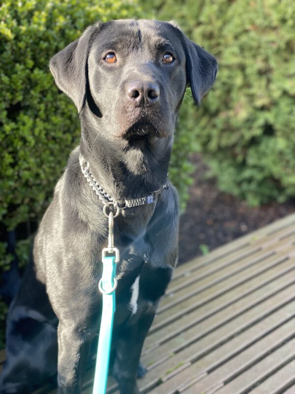 Mumford an adorable black lab, is sitting on a bench on a sunny day on the Oregon campus. His ears are perked and he is staring at the camera with his dark brown eyes intently hoping for a snack.