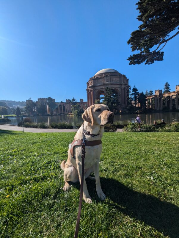 Nectarine sit in harness looking off to the right of frame with a very pensive look. She is on a lawn of grass with the Palace of Fine Arts in the background.