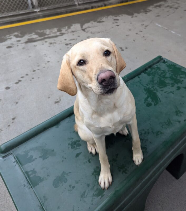 Nectarine sits on a green play structure in community run with a sweet look on her face. She is looking up at the camera towards her handler.