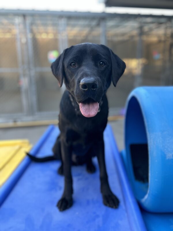 Norris sits on top of a large blue play structure in the community run area of the kennel. He is looking at the camera with his mouth open and his tongue out.