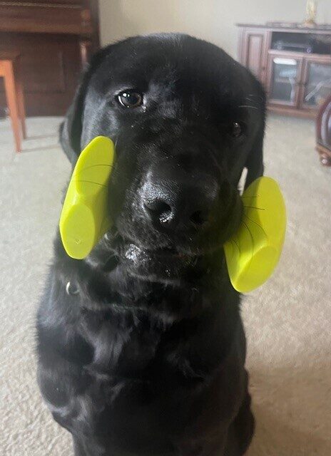 Black Lab Norway holding a yellow dumbbell in his mouth