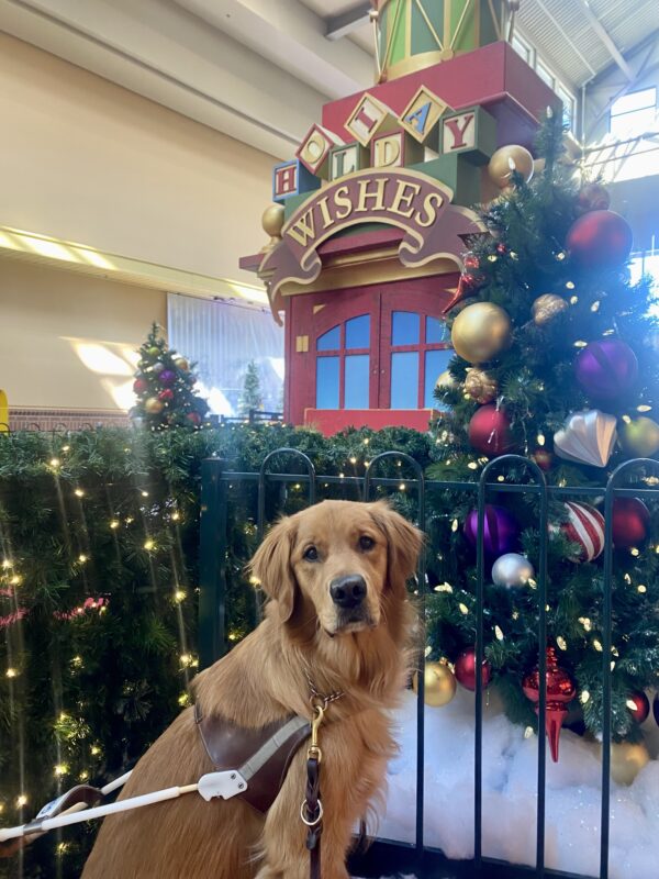 Nugget is in harness posed in front of holiday decorations. Behind him is a sign that says Holiday Wishes, surrounded by fake snow and decorated Christmas trees.