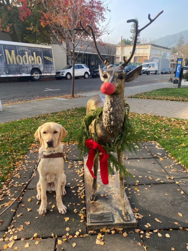 Orson is sitting in his guide dog harness next to a statue of deer – and the statue is all dressed up for Christmas! It has antlers, a red nose, and a green wreath with a red bow around its neck. Behind Orson, grassy areas and sidewalks are sprinkled with fall leaves, with store fronts and parked cars in the background.
