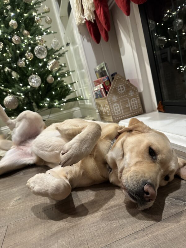 <p>Palm rolls on her back for a belly rub in front of the fireplace in her foster home. Behind her is a gingerbread house decoration and a Christmas tree decorated in gold ornaments and white lights.</p>
