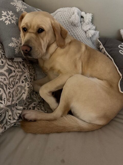 <p>Palm snuggles up in a pile of pillows and blankets. She is resting her head on a grey pillow with white snowflake appliques.</p>