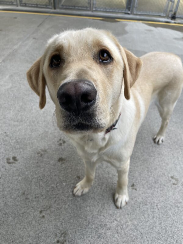 <p>Pax takes a break during community run and looks up at his handler eagerly anticipating a treat. There are a few wet pawprints around him from the rain.</p>