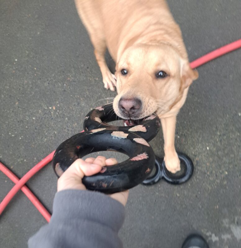 Yellow Lab (Pebble) playing tug with a black 8 ring tug toy, attempting to win the tug war with the handler.