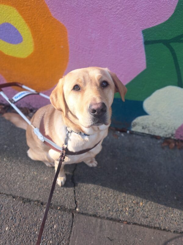 Yellow Lab (Pebble) sits in harness in front of a wall with beautiful pink, orange and yellow flowers.