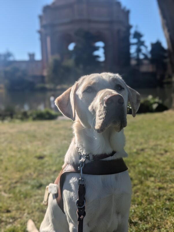 Pimlico sits in harness on a lawn of grass with a serious look on his face. The sun shines on his face and reflects off of his white coat. The Palace of Fine Arts can be seen blurry in the background.