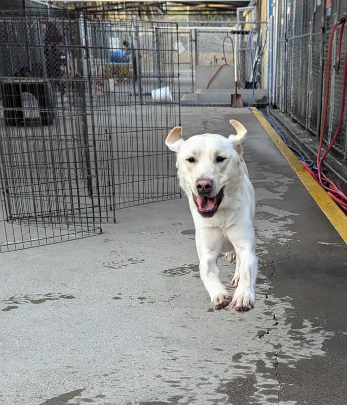 Pimlico is mid stride as he runs towards the camera in community run. His mouth is open in a big smile and his hears are up in the air making them look like little horns.
