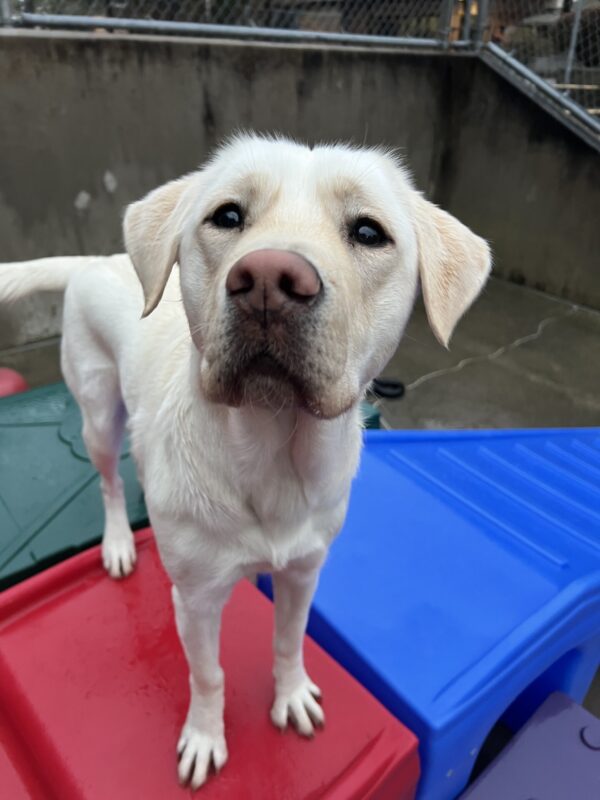 Petite yellow lab, Pink, is standing on green, red and blue play structures in community run. She is looking eagerly towards the camera in anticipation of a treat.