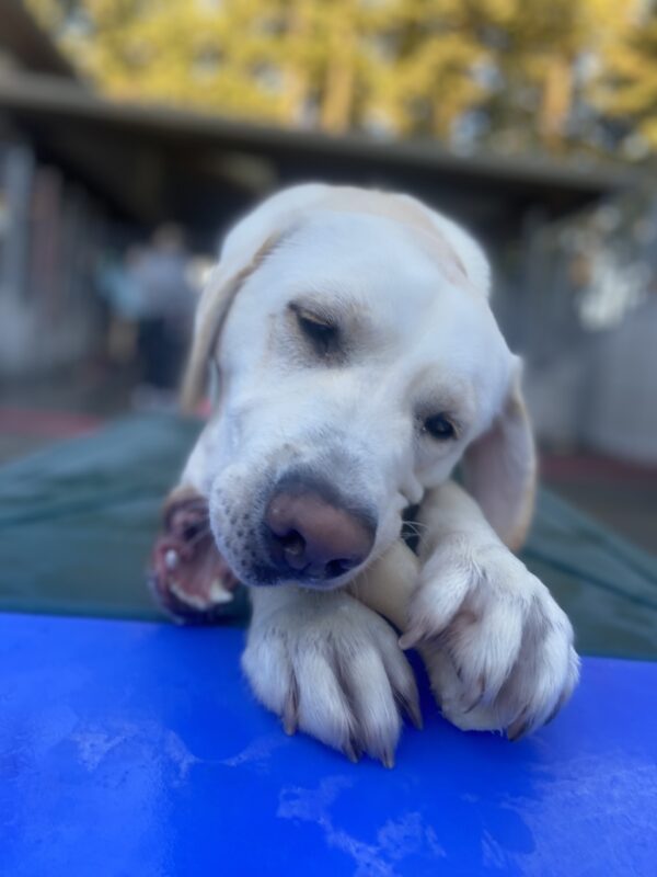 Powell lays on a piece of blue and green play equipment in the community run area. He is intently chewing on a bone that is positioned between his front paws.