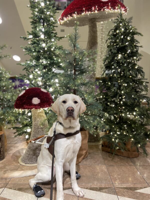 Powell sits in front of a holiday display in the mall. He is wearing his guide dog harness and booties on his hind feet. Behind him are trees of varying heights lit up with white lights and two large red and white mushrooms also lit up with lights.