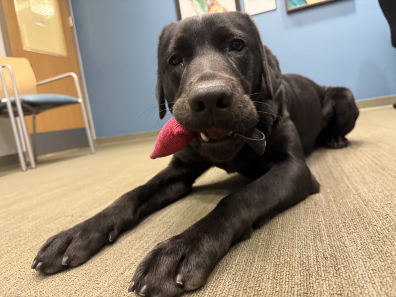 <p>Proper lays on the floor in an office on the GDB campus holding a pink firehose toy in her mouth.</p>