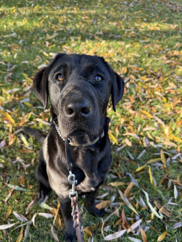 <p>Proper sits ion the grass amidst a blanket of yellow fallen leaves. She is looking up into the camera with a curious expression on her face.</p>