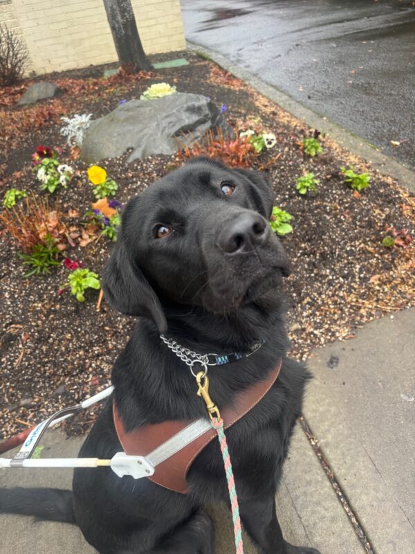 A black lab sits on a sidewalk in harness. Behind him is a small flower bed with a large rock and pansies. He is looking up at the camera and has a pink leash attached to his collar.
