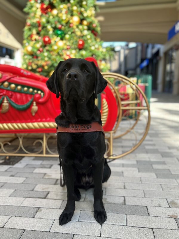 Reeves is sitting in harness while looking at the camera. There is a holiday decorative display in the background.