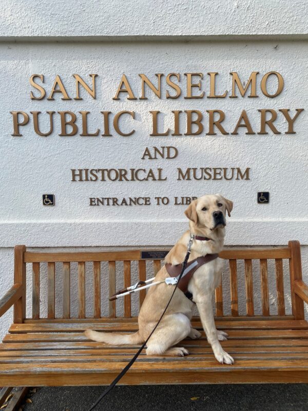 Rigby is sitting in his guide dog harness on a wooden bench in front of a white wall with “San Anselmo Public Library and Historical Museum” mounted in gold letters behind him.