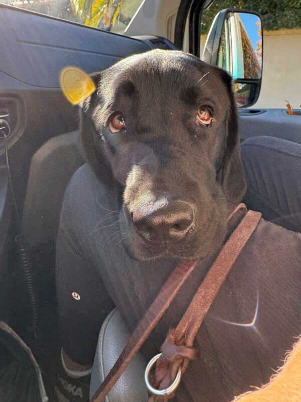 A close up of Rigel's face as he rests his head on his handler's leg. His light brown eyes innocently look up and to the side at his handler above him.