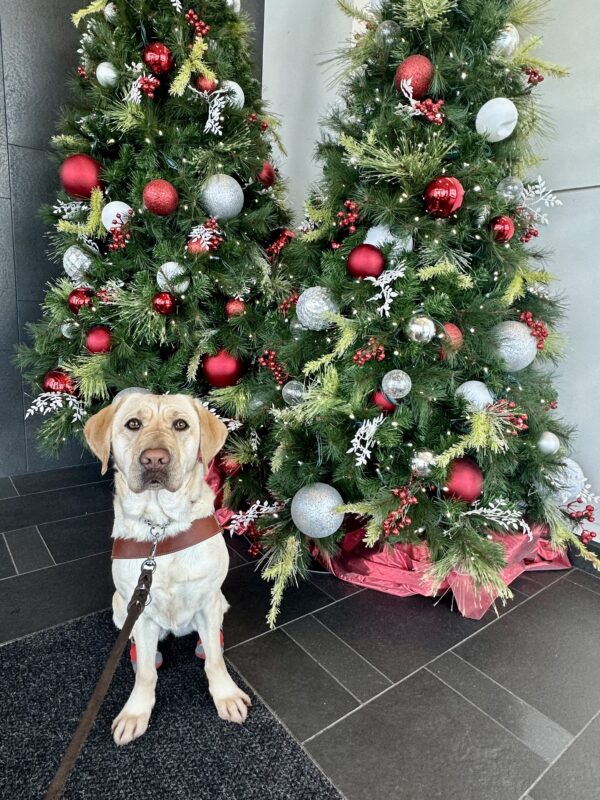 Rivendell is sitting in front of two tall Christmas trees decorated with red and silver ornaments. She’s in her guide dog harness with red booties on her back paws as she looks at the camera.