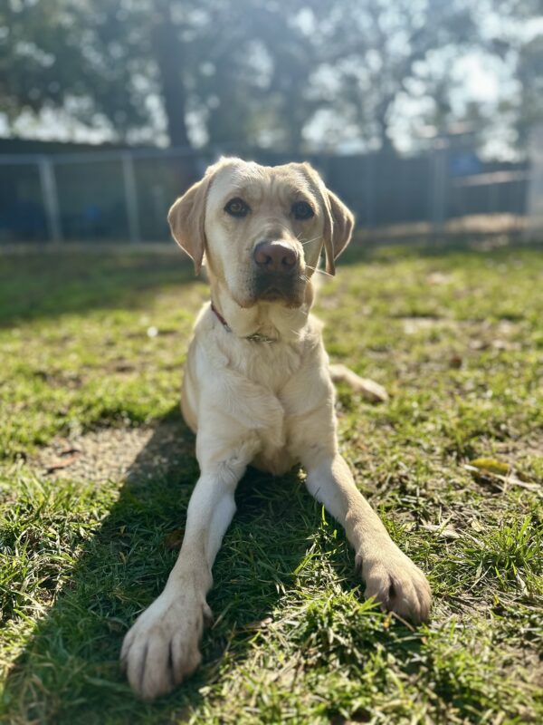 Rivendell is laying down in a grass play area with trees and a fence in the background. The sun is shining on her as she looks into the camera.