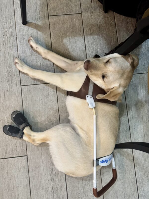 Santana relaxes at a destination with her back booties and harness. She's laying down, eyes closed, with her head resting on a chair leg at a 90* angle to her body.