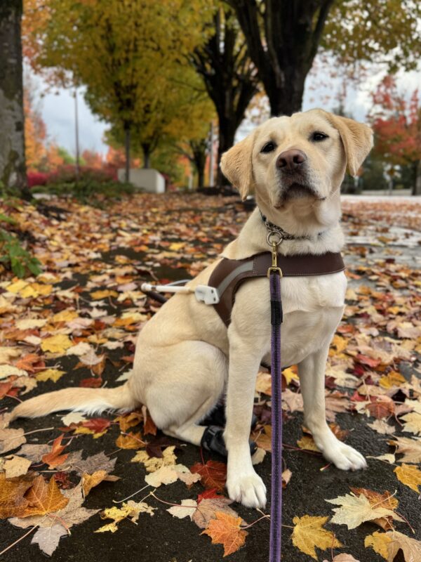 Santana sits in harness looking proudly at the camera. The damp sidewalk she's sitting on is littered with red, orange, and yellow fall leaves, with fall-colored trees in the background.