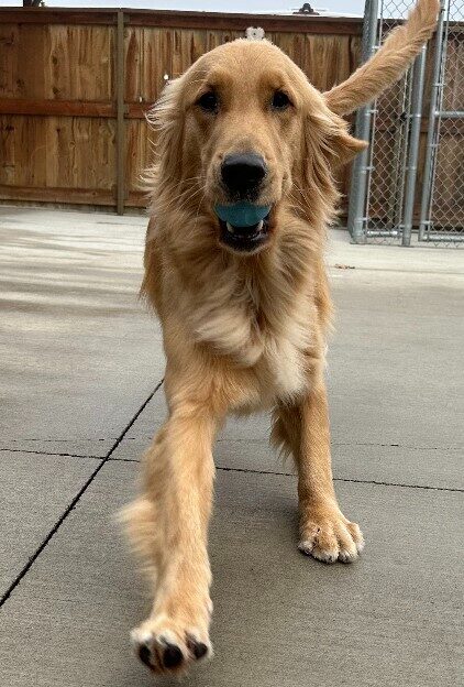 Golden Scully running towards the camera with a ball in his mouth