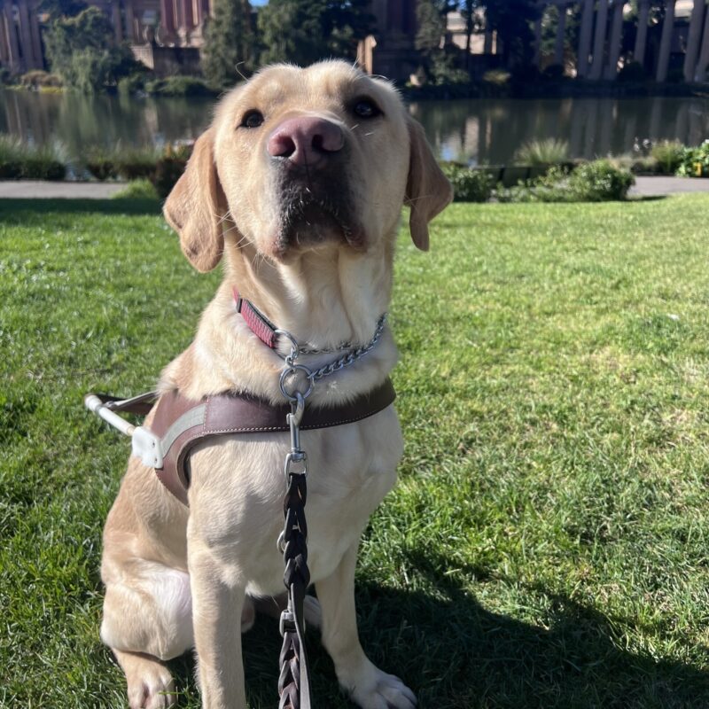 Sycamore is sitting in front of the Palace of Fine Arts in San Francisco. He is looking up at the camera and looks very professional in his harness.